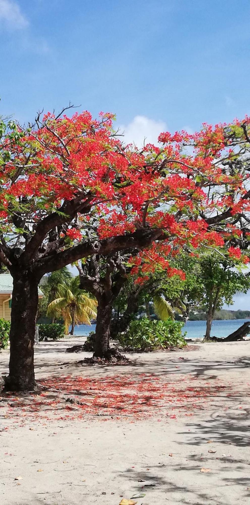 Bigouz Residence La Plage De L'Anse Caritan Sainte-Anne Buitenkant foto